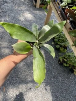 Fern Staghorn Or Platycerium Bifurcatum Netherlands 4 Inch Pot Live Plant 18 Fern Staghorn Or Platycerium Bifurcatum Netherlands 4 Inch Pot Live Plant -Cheap Plantly Store F379DE47 6E1D 4C18 AB40 C565B2392A53 1 105 c 1