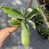 Fern Staghorn Or Platycerium Bifurcatum Netherlands 4 Inch Pot Live Plant -Cheap Plantly Store F379DE47 6E1D 4C18 AB40 C565B2392A53 1 105 c
