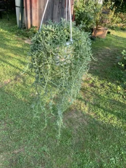 String Of Dolphins 6 String Of Dolphins -Cheap Plantly Store F39165A1 706F 4153 ACF4 9AD43BCB7551 rotated 1