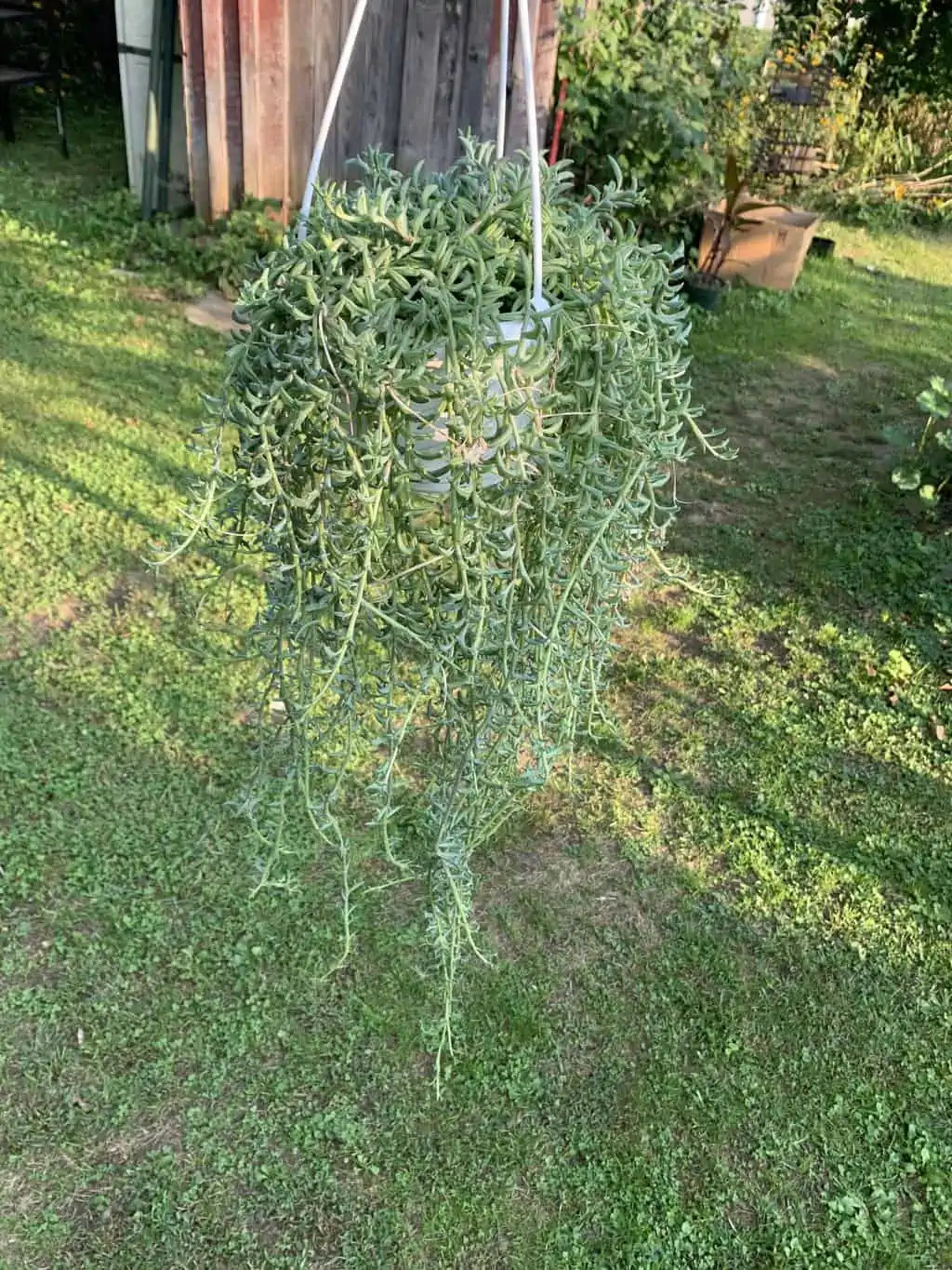 String Of Dolphins 4 String Of Dolphins - Image 2