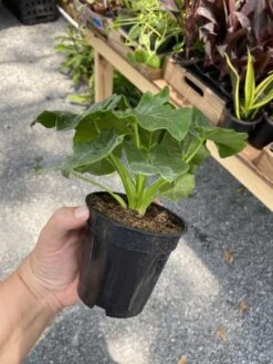 Philodendron Atom Or Thaumatophyllum Bipinnatifidum 4" Pot Live P 16 Philodendron Atom Or Thaumatophyllum Bipinnatifidum 4" Pot Live P -Cheap Plantly Store F4773273 3C26 4213 BBB2 9477269D7706 1 105 c