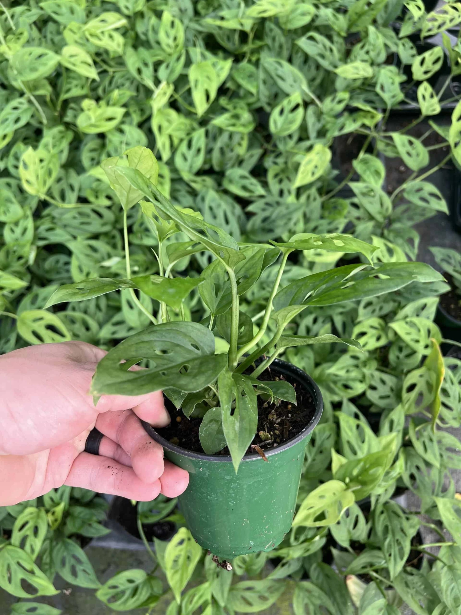 Monstera Adansonii 4 Monstera Adansonii - Image 2