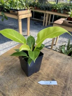 Philodendron Moonlight 2.5 Inch Tall Pot Starter Plant -Cheap Plantly Store F6B7DD43 39F9 446E B309 1E74792CAF90 1 105 c