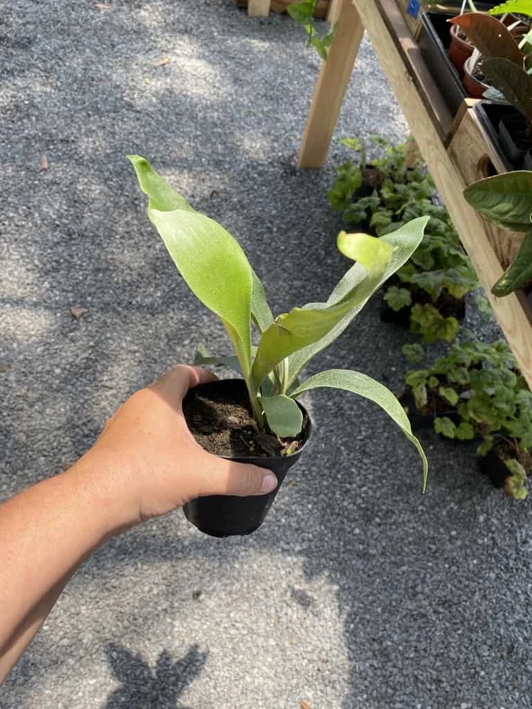 Fern Staghorn Or Platycerium Bifurcatum Netherlands 4 Inch Pot Live Plant 11 Fern Staghorn Or Platycerium Bifurcatum Netherlands 4 Inch Pot Live Plant - Image 9
