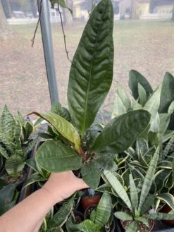 Anthurium Superbum 2.5 Tall Pot Live Starter Plant -Cheap Plantly Store F8D82A9D ECE0 4737 86CF AF2D63C258CD 1 105 c 1