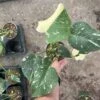4” Monstera Thai Constellation 2 4” Monstera Thai Constellation -Cheap Plantly Store F91D7723 CD0D 4C7E 8148 32971DFD8C7E rotated 1