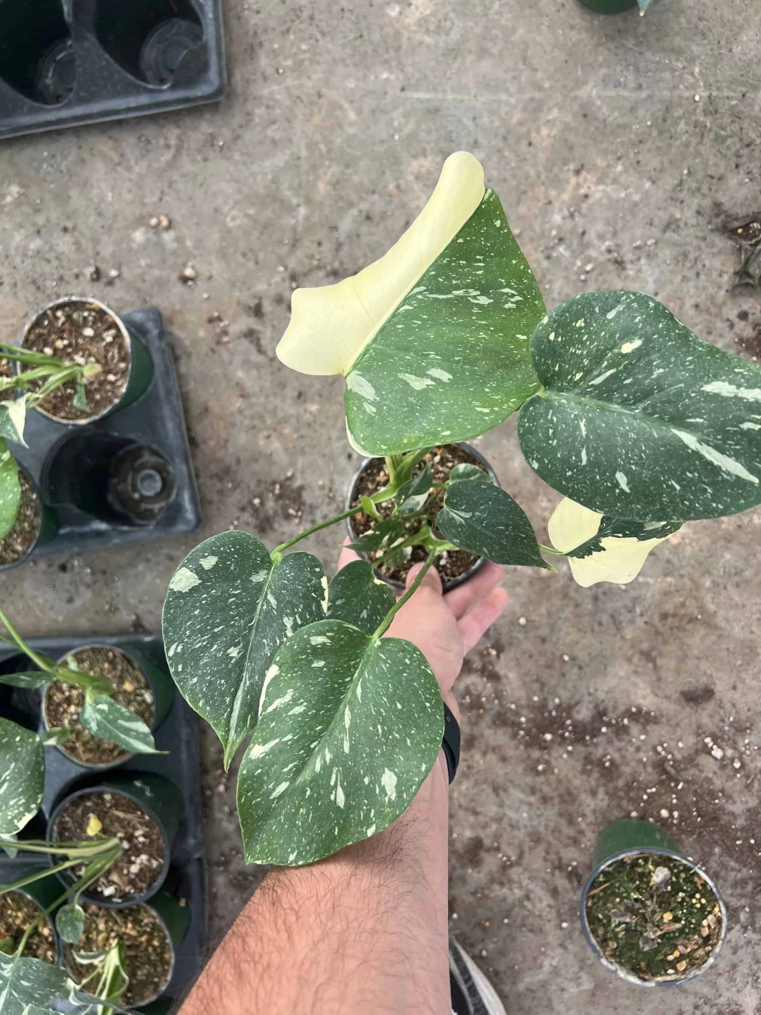 4” Monstera Thai Constellation 3 4” Monstera Thai Constellation