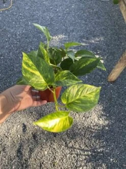 Pothos Or Devil's Ivy Golden Or Hawaiian? 4 Inch Pot Live Plant 20 Pothos Or Devil's Ivy Golden Or Hawaiian? 4 Inch Pot Live Plant -Cheap Plantly Store F91FA1CA FE4D 4835 BEC8 E75BBCE268D2 1 105 c