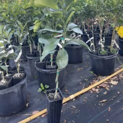 Pumelo Grafted Citrus Tree 3 Feet Tall.