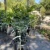 Persian Lime Grafted Citrus Tree 3 Feet Tall. Free Shipping -Cheap Plantly Store FBFEEFB3 4437 4157 BE0F DFF0134B532D rotated 1