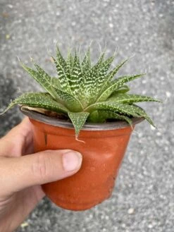 Aloe Aristata Or Lace Aloe 3 Inch Pot Hybrid Aloe Live Starter Pl -Cheap Plantly Store FC703465 349C 4D64 99A9 F8F138990315 1 105 c