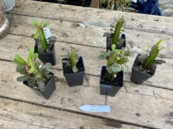 African Milk Tree Or Euphorbia Trigona Rubra Red Live Starter Suc -Cheap Plantly Store FD359142 024E 4251 BA75 FB24EA148AEB 1 201 a