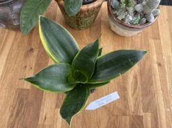 Snake Plant Or Sansevieria Black Gold 4" Pot Live Plant -Cheap Plantly Store FD603531 EF4D 4E13 83A8 675F5A56A693 1 105 c