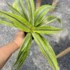 Dracaena Deremensis Or Dragon Tree Lemon Surprise 4 Inch Pot Live Plant 1 Dracaena Deremensis Or Dragon Tree Lemon Surprise 4 Inch Pot Live Plant -Cheap Plantly Store FE281B09 5F53 4261 93B6 F5B2F12DBDD0 1 105 c