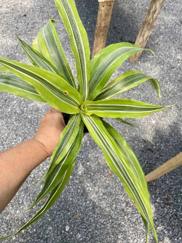 Dracaena Deremensis Or Dragon Tree Lemon Surprise 4 Inch Pot Live Plant 3 Dracaena Deremensis Or Dragon Tree Lemon Surprise 4 Inch Pot Live Plant