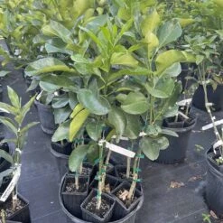 Pumelo Grafted Citrus Tree 3 Feet Tall. -Cheap Plantly Store FE3E56D6 D45F 4D50 B047 9F5598FAA9FF rotated 1