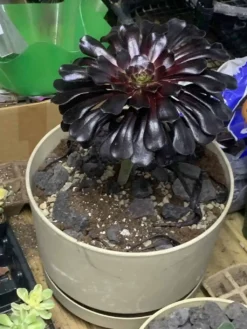 Aeonium Black Rose -Cheap Plantly Store FECFD5FB D07D 4D90 8D4A FC326D186FCF rotated 1