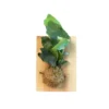 Staghorn Fern On Wood Mount -Cheap Plantly Store FERN STAGHORN WOOD 1 938x938