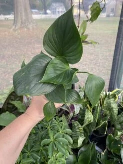 Anthurium Sect Pachyneurium Big Red Bird 3 Inch Pot Live Plant -Cheap Plantly Store FF70EC70 8954 4893 A829 AAB524F22D51 1 105 c