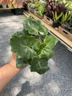 Philodendron Atom Or Thaumatophyllum Bipinnatifidum 4" Pot Live P 22 Philodendron Atom Or Thaumatophyllum Bipinnatifidum 4" Pot Live P -Cheap Plantly Store FFE4B505 C0D2 46FA A4B7 307825B553EC 1 105 c