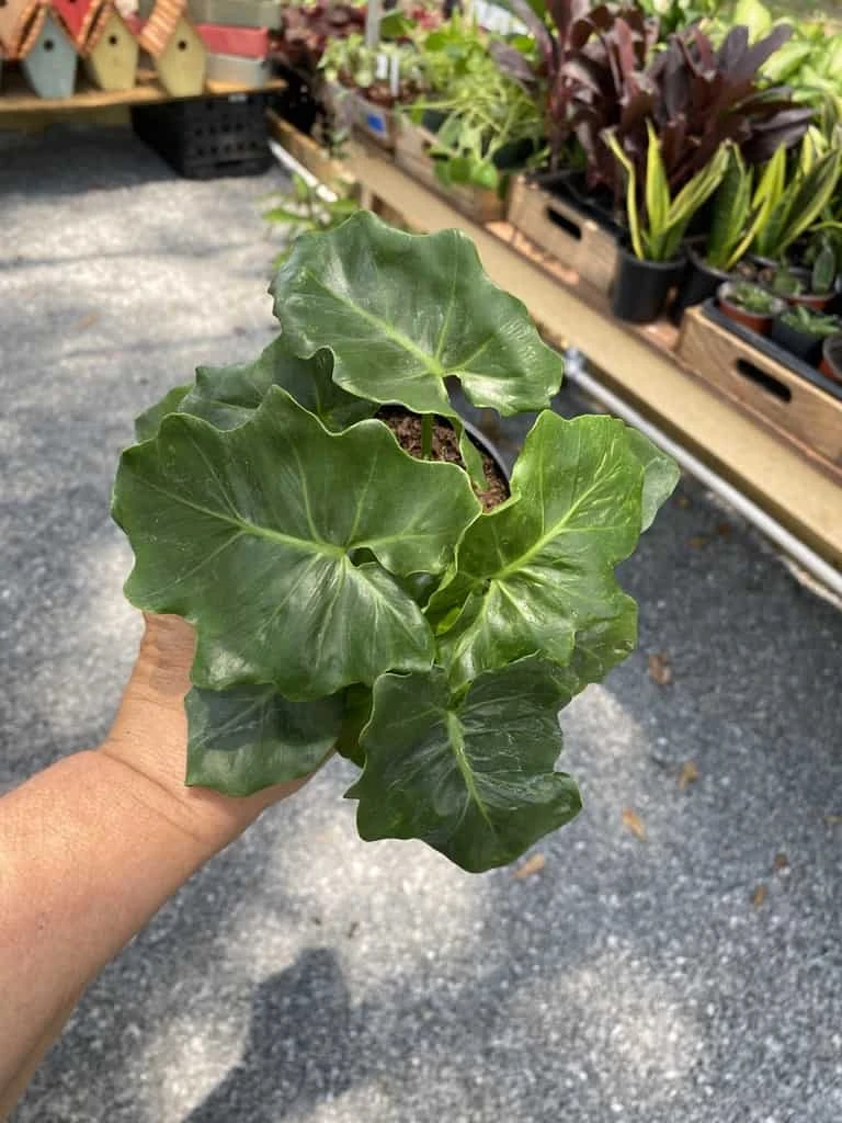 Philodendron Atom Or Thaumatophyllum Bipinnatifidum 4" Pot Live P 12 Philodendron Atom Or Thaumatophyllum Bipinnatifidum 4" Pot Live P - Image 10