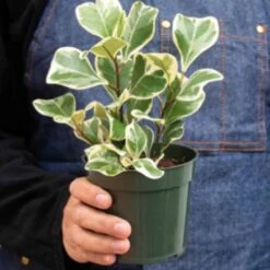 Ficus 'Triangularis Variegated' - Sweetheart Plant | 4-inch And 6-inch Pot