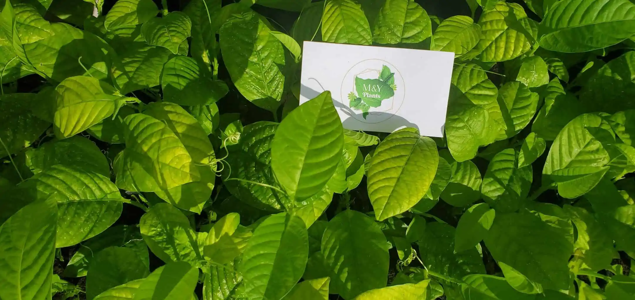 2-Passiflora Quadrangularis-Passiflora Starter Plants 4 2-Passiflora Quadrangularis-Passiflora Starter Plants - Image 2