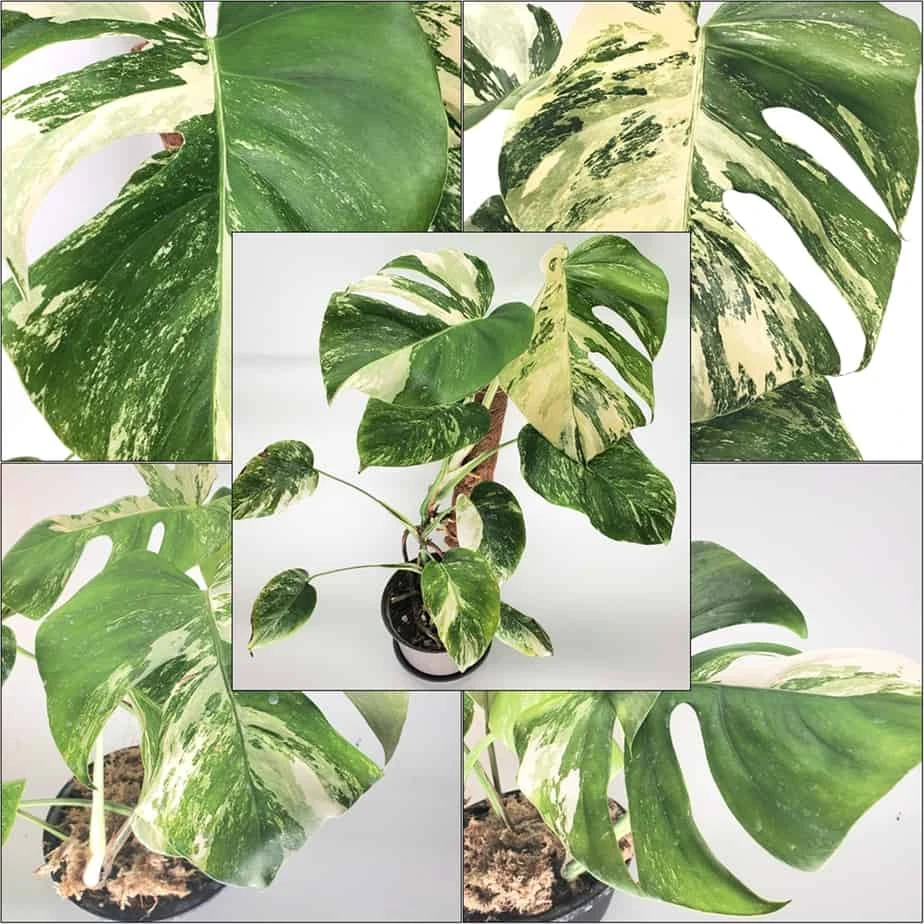 Monstera Albo Variegated, Top Cuttings, Growers Choice 3 Monstera Albo Variegated, Top Cuttings, Growers Choice