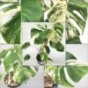 Monstera Albo Variegated Mid Cut US Grown