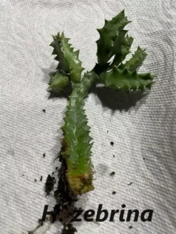 Succulent Carrion Flower Huernia, Stapelia And Orbea -Cheap Plantly Store H zebrina 3 1