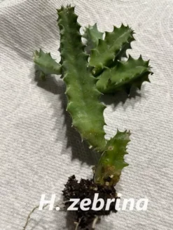 Succulent Carrion Flower Huernia, Stapelia And Orbea -Cheap Plantly Store H zebrina 4 1