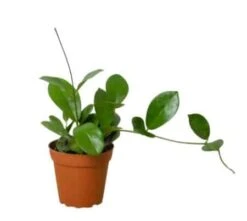 Hoya Australis - Exquisite Wax Plant With Stunning Leaves | 4-inch Pot -Cheap Plantly Store HOYA 1