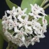 Hoya Australis Lisa Plant Potted In 3.5" Pot -Cheap Plantly Store H 28 Hoya australis ssp. australis2