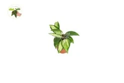 Hoya Crimson Princess - 2'' From California Tropicals