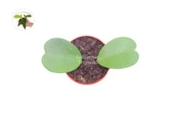 Hoya Kerrii (Non-Variegated 2+ Leaves) - 4" Pot From California Tropicals -Cheap Plantly Store Hoya Kerrii 2 4 Top E