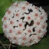 Hoya Fungii Live Plant Potted In 3" Pot