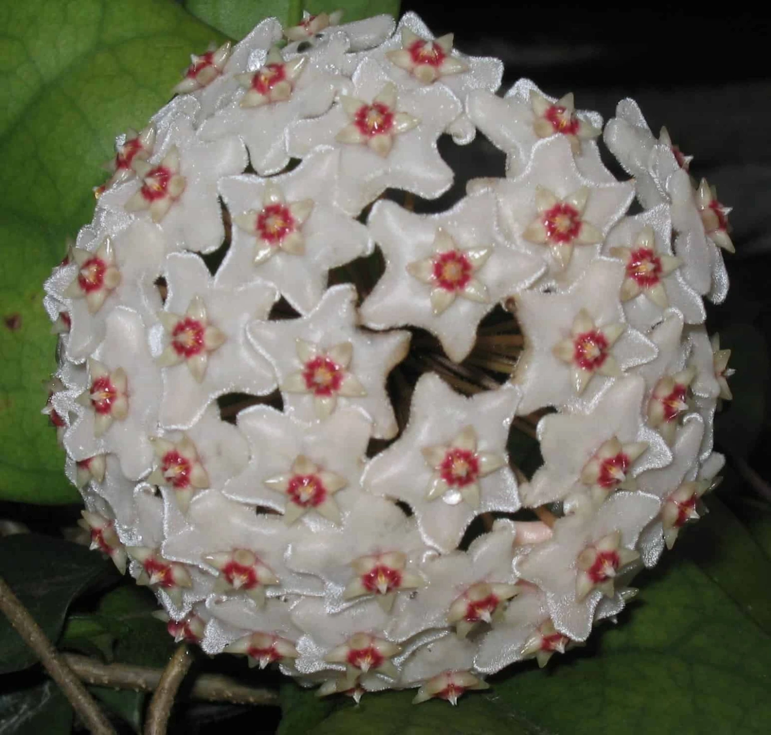Hoya Fungii Live Plant Potted In 3" Pot 3 Hoya Fungii Live Plant Potted In 3" Pot
