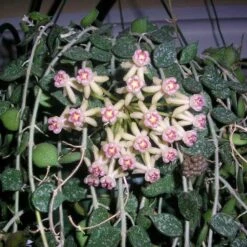 Beautiful Hoya Curtisii In A 4 Inch Pot! Blooms Are Amazing! -Cheap Plantly Store HoyaCurtisii 3 768x