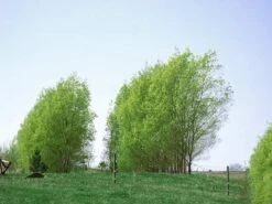 Hybrid Willow Austree Cuttings - Fast Growing Privacy Shade Trees - Easy Starts 8-12" -Cheap Plantly Store Hybrid willow1