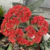Succulent- Crassula Falcata- Succulent-