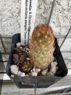 Cactus - Mammillaria Elongata "Copper King" Miniature -Cheap Plantly Store IMG 4640 rotated 1