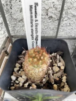 Cactus - Mammillaria Elongata "Copper King" Miniature -Cheap Plantly Store IMG 4641 rotated 1