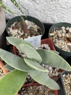 Succulent- Crassula Falcata- Succulent- -Cheap Plantly Store IMG 4651 rotated 1