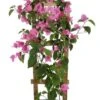 Light Pink Live Plant Bougainvillea Vine 6" Pot Trellis