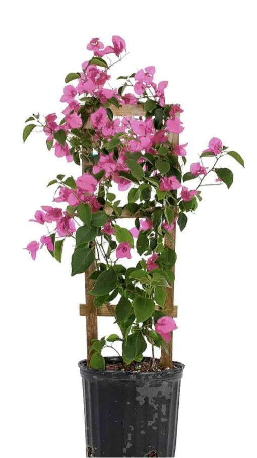 Light Pink Live Plant Bougainvillea Vine 6" Pot Trellis 2 Light Pink Live Plant Bougainvillea Vine 6" Pot Trellis -Cheap Plantly Store IMG 8611