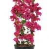 Deep Pink Live Plant Bougainvillea Vine 6" Pot Trellis 1 Deep Pink Live Plant Bougainvillea Vine 6" Pot Trellis -Cheap Plantly Store IMG 8630