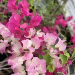 Cheap Plantly Store -Cheap Plantly Store IMG 8678