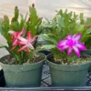 Schlumbergera --- Christmas Cactus -Cheap Plantly Store IMG 0019 rotated 1