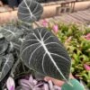 Alocasia Black Velvet -Cheap Plantly Store IMG 0100 rotated 1
