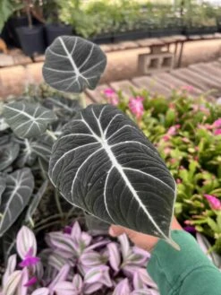 Alocasia Black Velvet